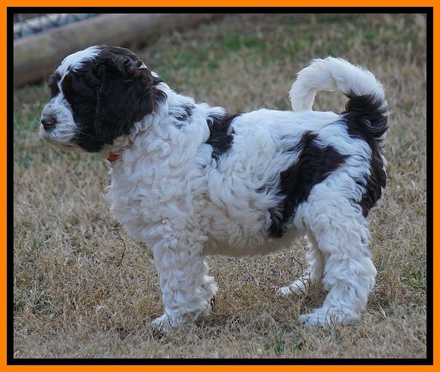 Paris Dempsey pups 7 wks old 321