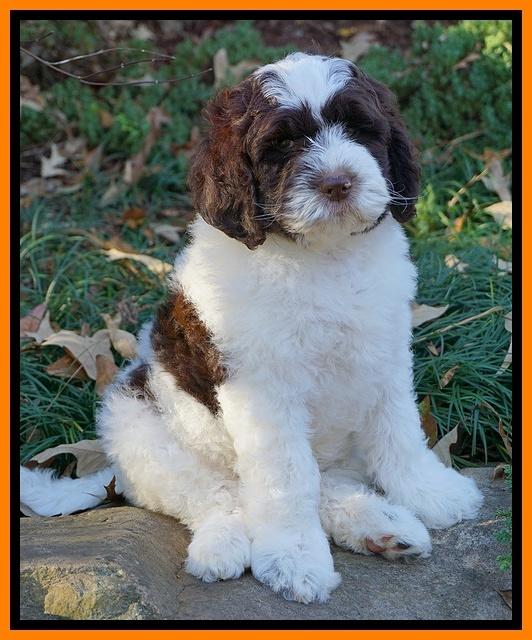 Paris Dempsey pups 8 wks old Peach 032