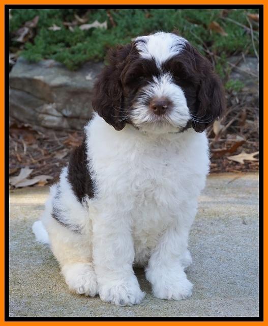 Paris Dempsey pups 8 wks old Peach 054