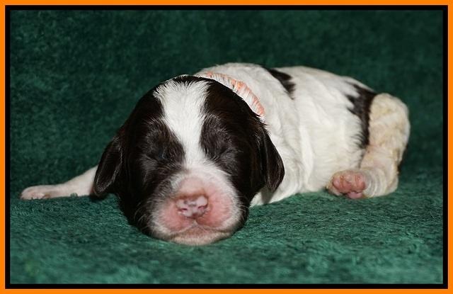 Paris Dempsey pups one wk old 24100