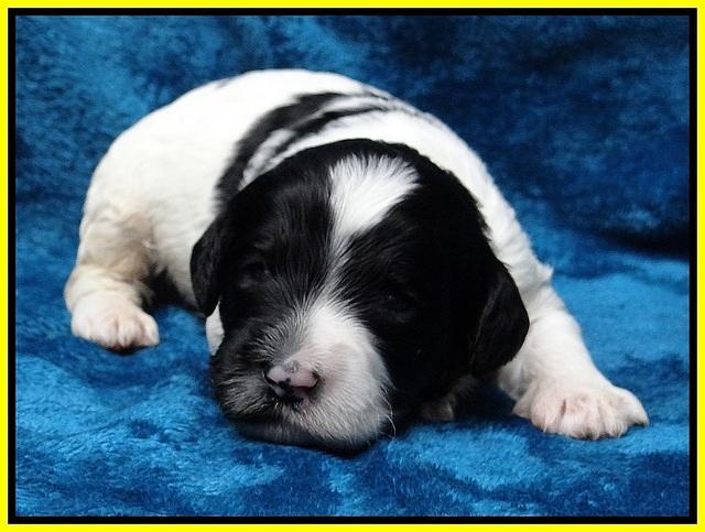 Paris Dempsey pups 2 wks old 181