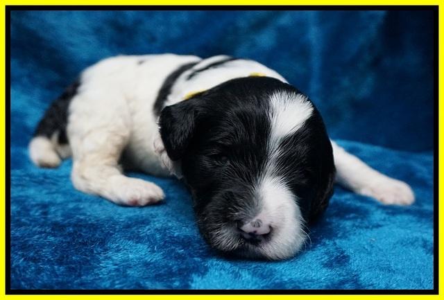 Paris Dempsey pups 2 wks old 201