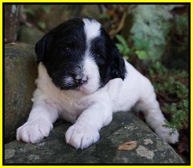 Paris Dempsey pups 3 wks old 241