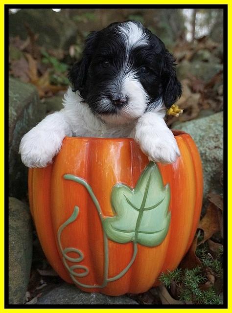 Paris Dempsey pups 4 wks old 291