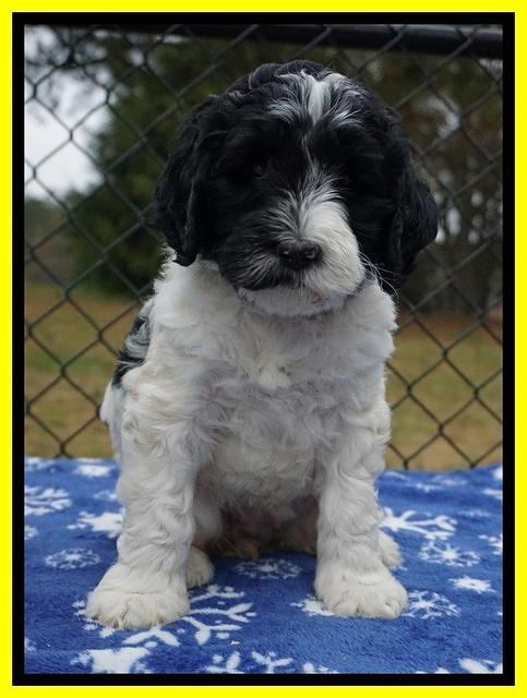 Paris Dempsey pups 6 wks old 1 166