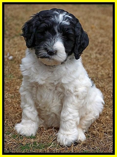 Paris Dempsey pups 6 wks old 43100