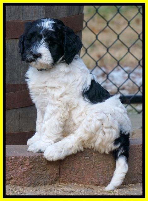 Paris Dempsey pups 7 wks old 331