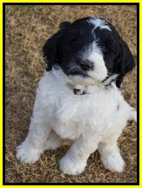 Paris Dempsey pups 7 wks old 341