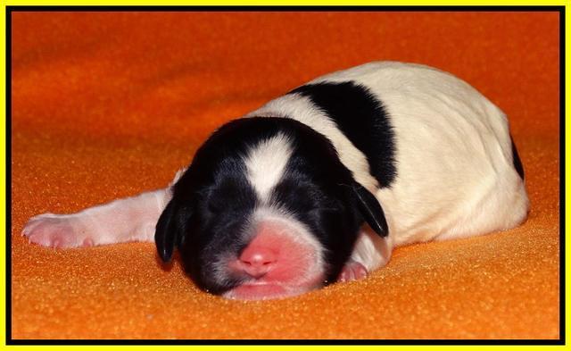 Paris Dempsey pups newborn 1710