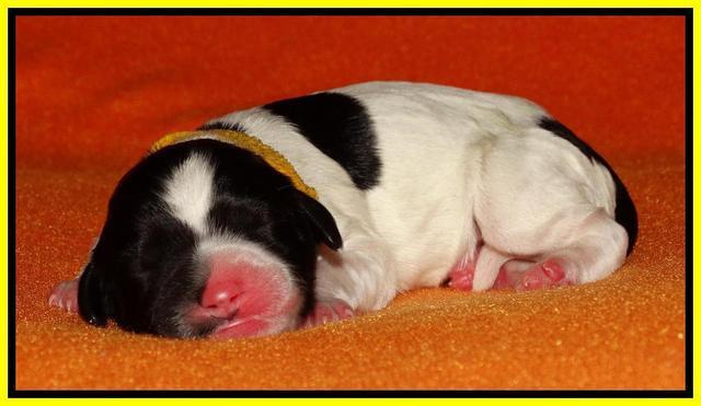 Paris Dempsey pups newborn 1810