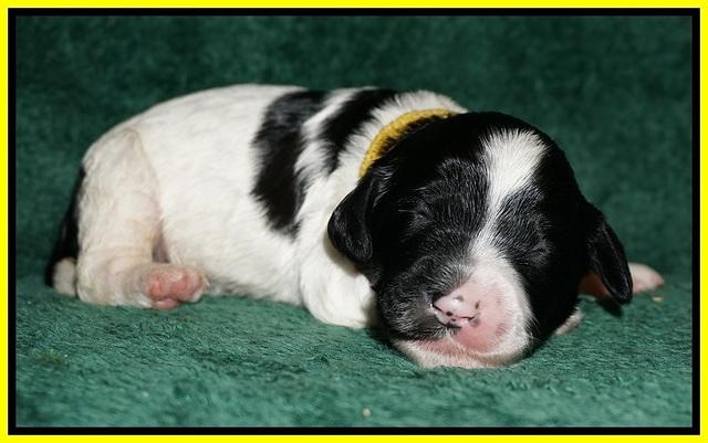 Paris Dempsey pups one wk old 26100