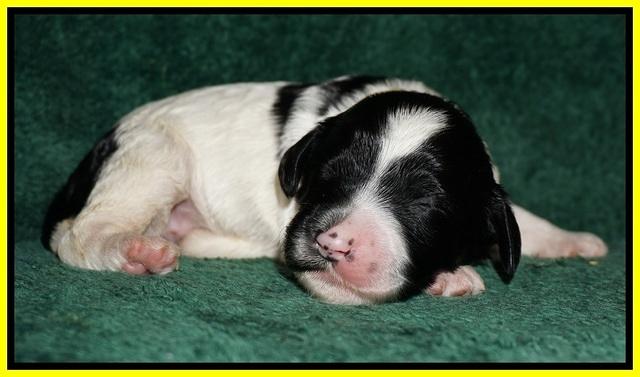Paris Dempsey pups one wk old 27100