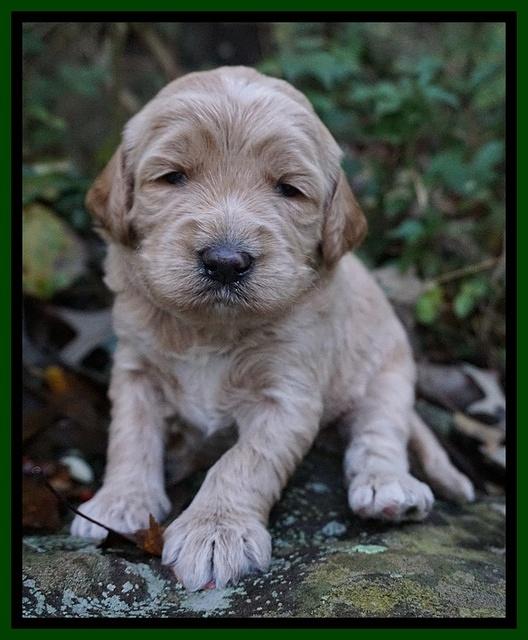Paris Dempsey pups 3 wks old 271