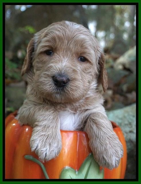 Paris Dempsey pups 4 wks old 321