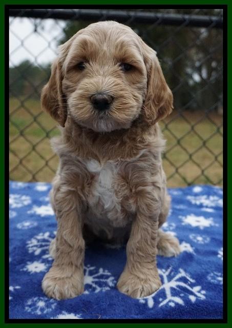 Paris Dempsey pups 6 wks old 1 189