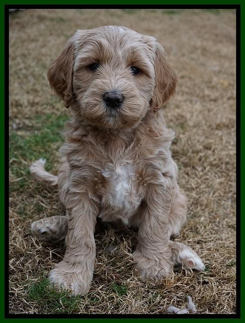 Paris Dempsey pups 6 wks old 45100