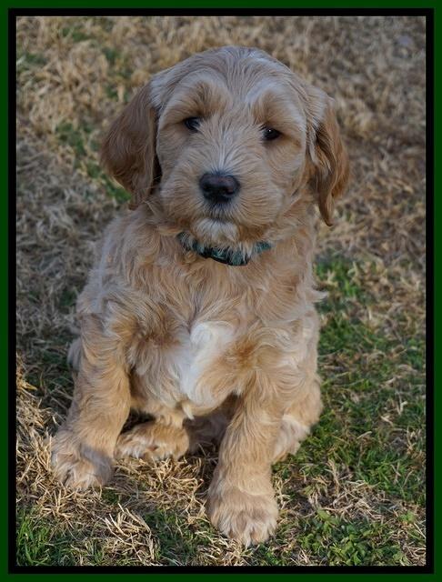 Paris Dempsey pups 7 wks old 381