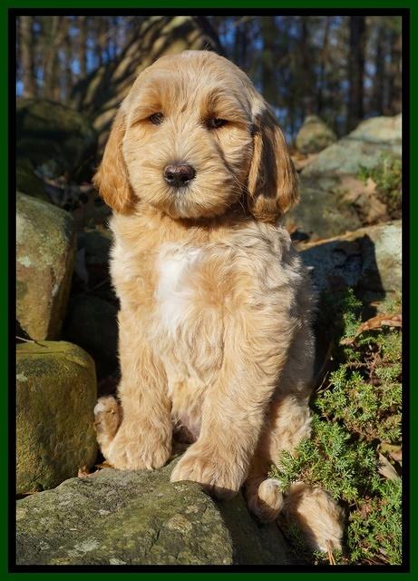 Paris Dempsey pups 8 wks old 1 010