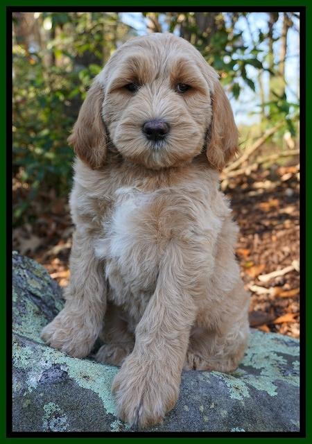 Paris Dempsey pups 8 wks old 1 016