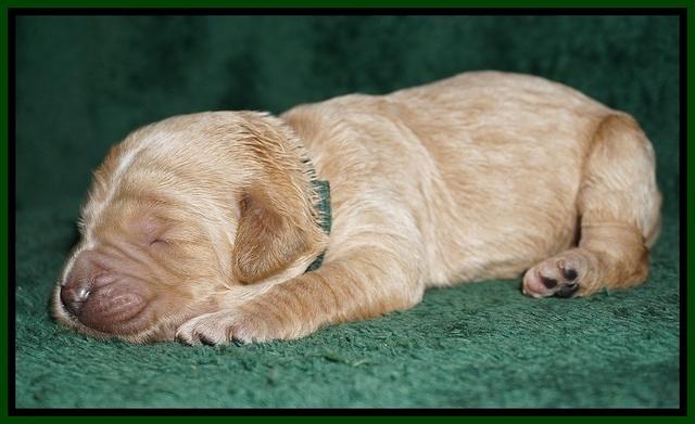 Paris Dempsey pups one wk old 29100