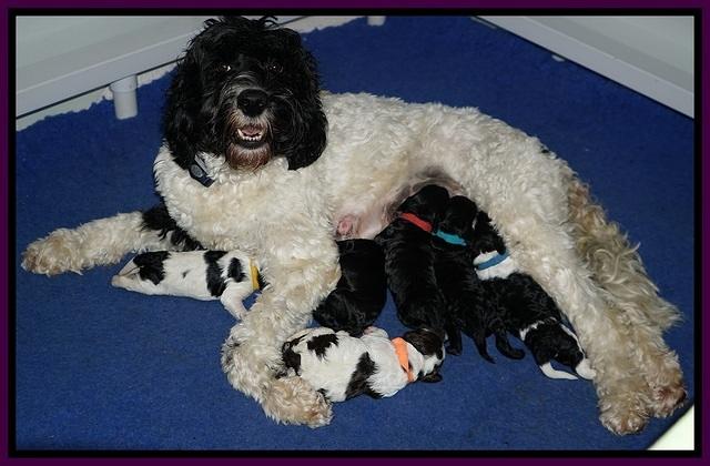 Paris Dempsey pups one wk old 1100