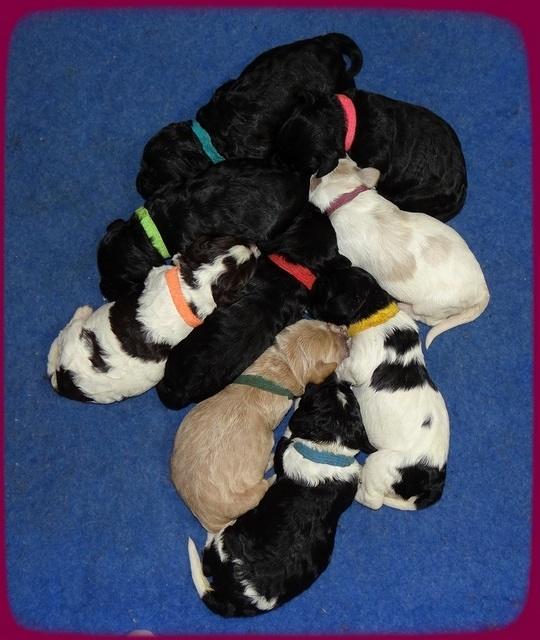 Paris Dempsey pups one wk old 32100