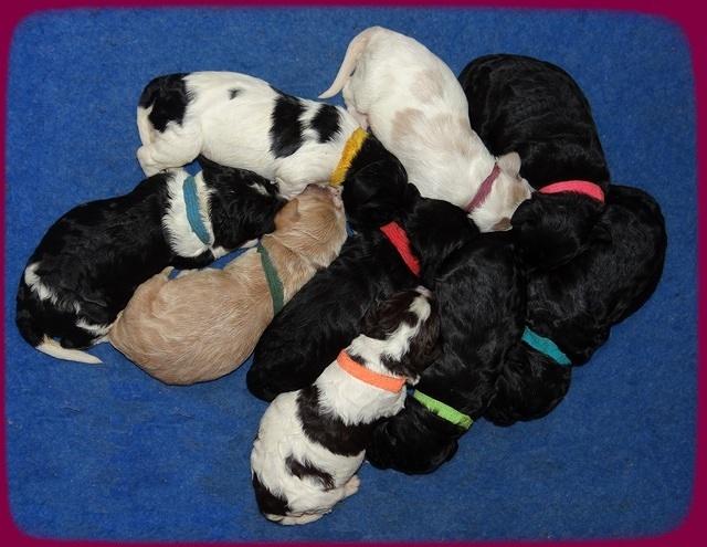 Paris Dempsey pups one wk old 33100