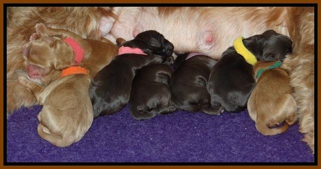 Penny Champ newborn pups 151