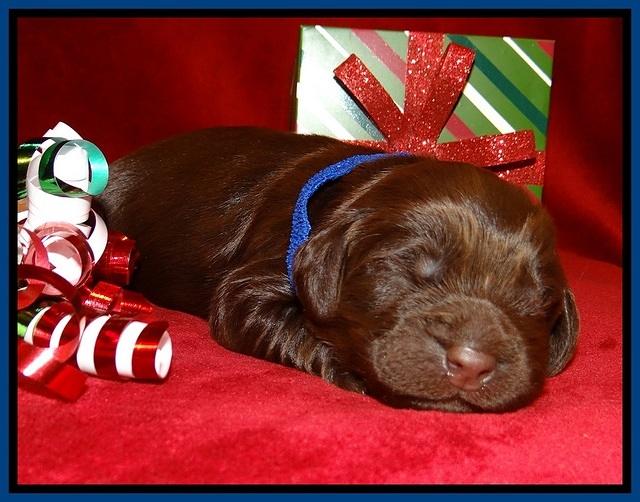 Penny Champion pups 1 week old 11