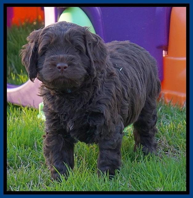 Penny Champion pups 5 wks old 11