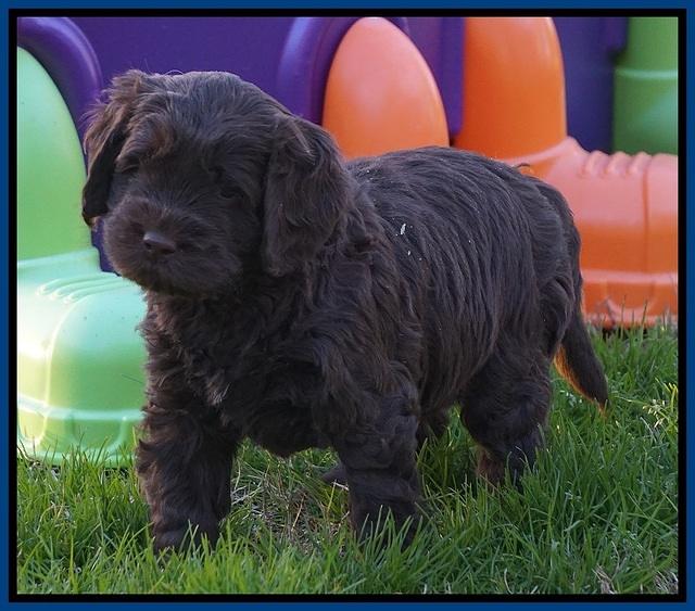 Penny Champion pups 5 wks old 21