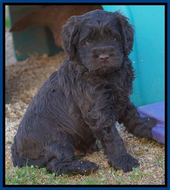 Penny Champion pups 5 wks old 31