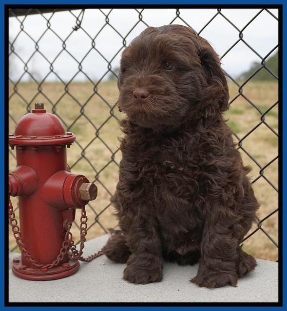 Penny Champion pups 7 wks old 31