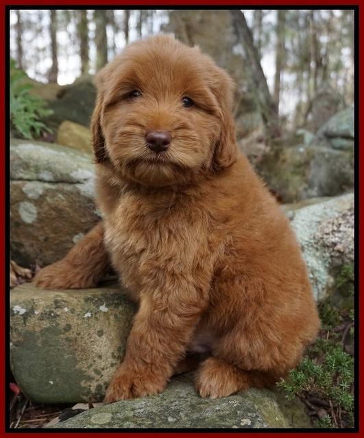 Penny Champ pups 8 wks old Pink Purple Red 084