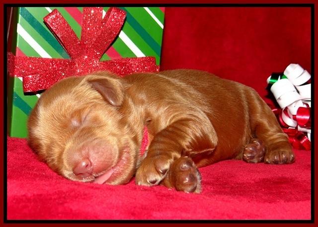Penny Champion pups 1 week old 41