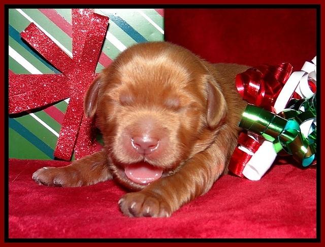 Penny Champion pups 1 week old 71