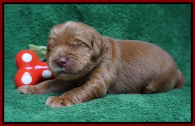 Penny Champion pups 2 wks old 51