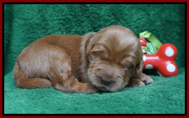 Penny Champion pups 2 wks old 61