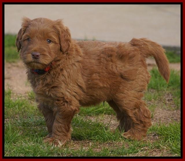 Penny Champion pups 6 wks old 101