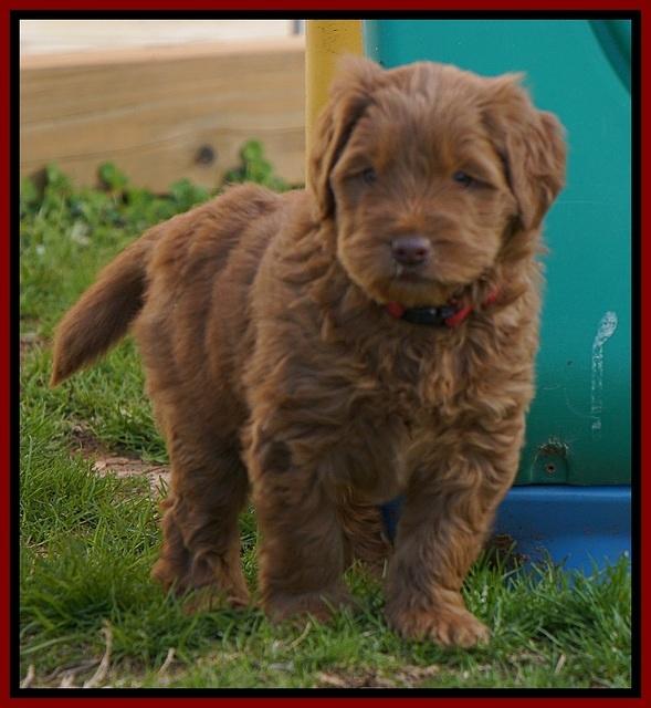 Penny Champion pups 6 wks old 131
