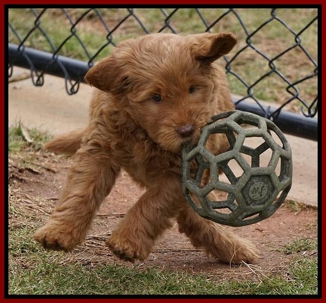 Penny Champion pups 7 wks old 141