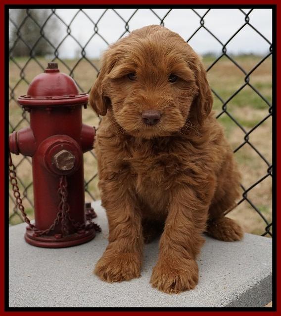 Penny Champion pups 7 wks old 81
