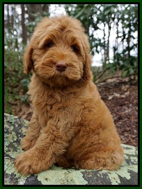 Penny Champ Green and Yellow boys 015