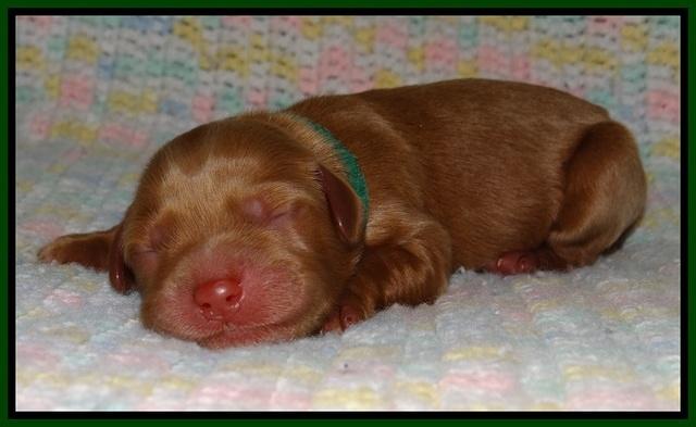 Penny Champ newborn pups 61