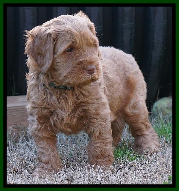 Penny Champion pups 5 wks old 121