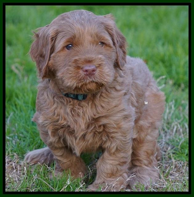 Penny Champion pups 5 wks old 131