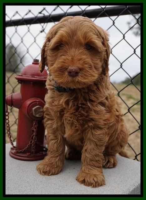Penny Champion pups 7 wks old 181