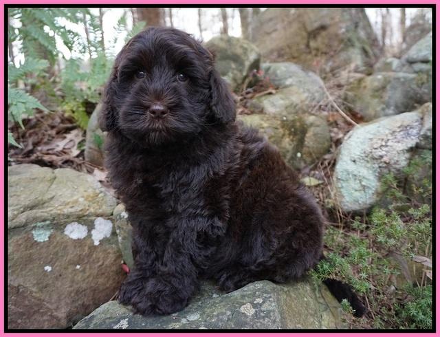 Penny Champ pups 8 wks old Pink Purple Red 014