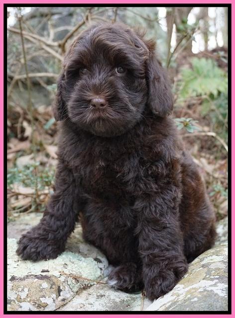 Penny Champ pups 8 wks old Pink Purple Red 043