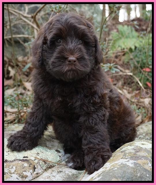 Penny Champ pups 8 wks old Pink Purple Red 058